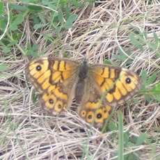 Animal Insect butterfly dune 230