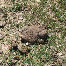 Animal Natterjack 230