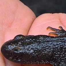 Animal great crested newt