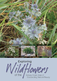 Exploring Wildflowers