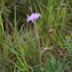 Devils Bit Scabius Plant 300