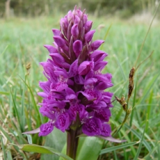 E Northern Marsh Orchid w300 h300