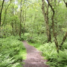 Finglandrigg path 06 06 w1920
