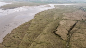Salt Marsh