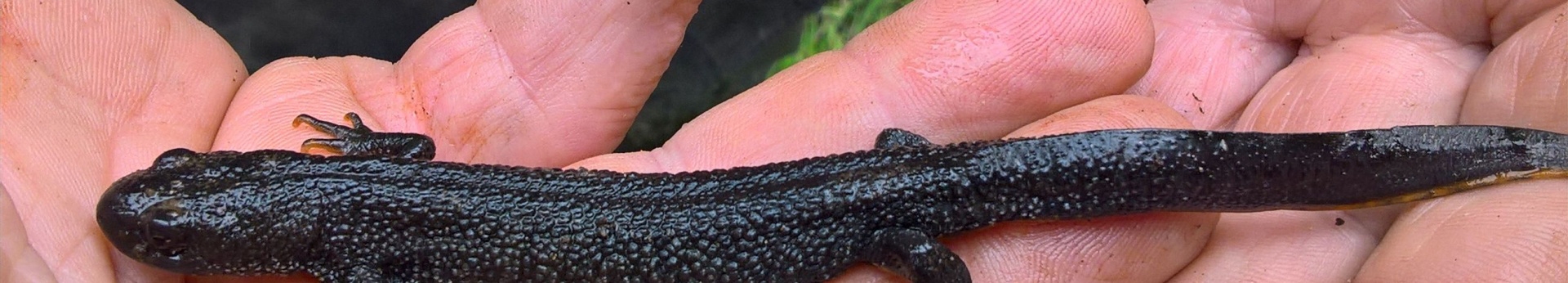 great crested newt full length-1920x346