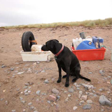 Beachcombing